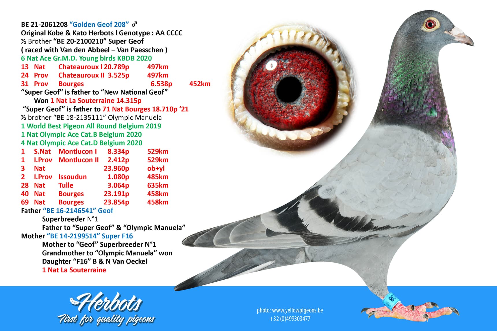 pigeon: “Golden Geof 208”