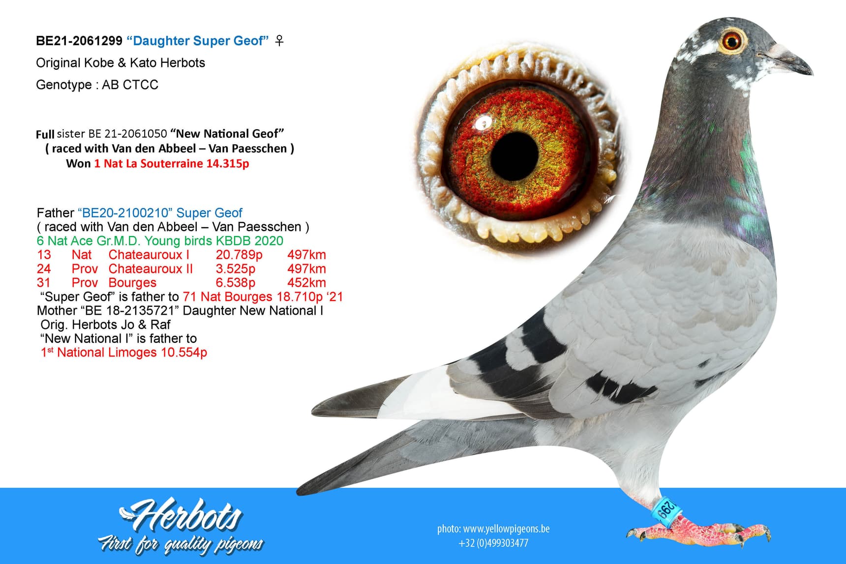 pigeon: “Daughter Super Geof”