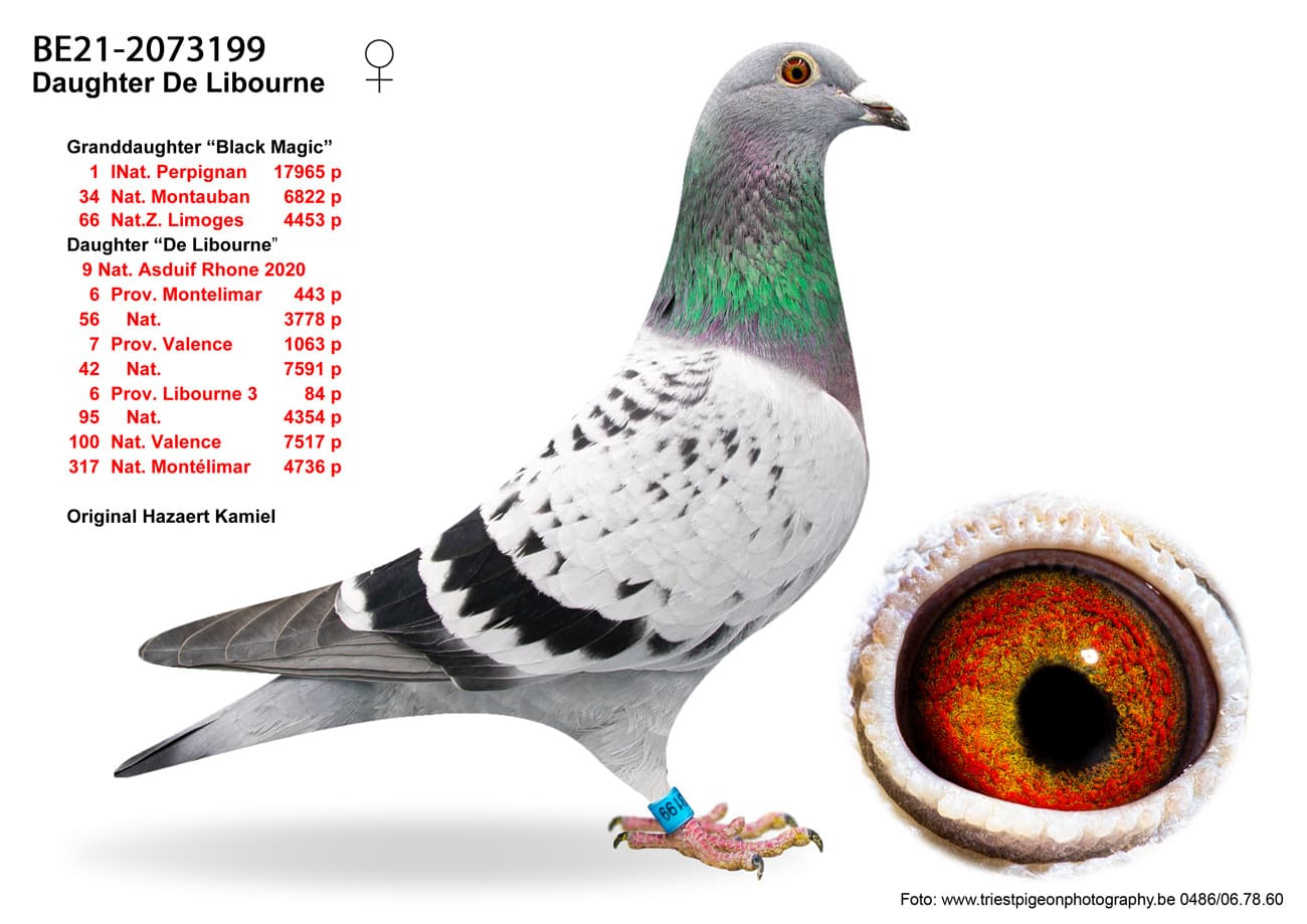 pigeon: undefined