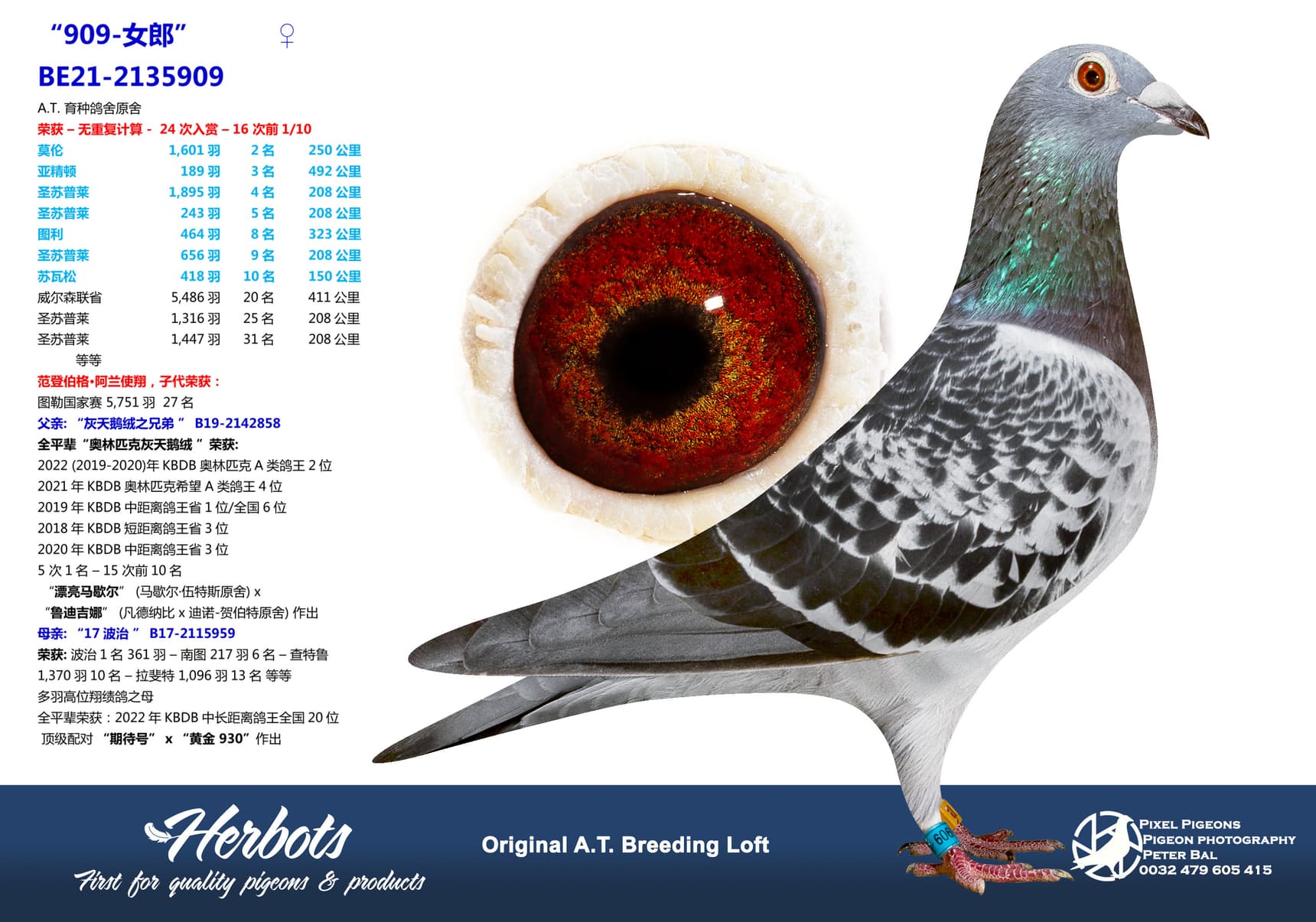 pigeon: “909-女郎”