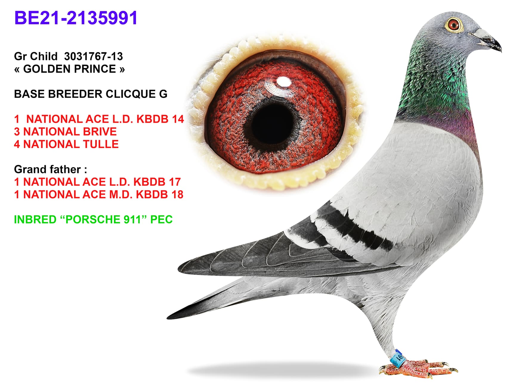 pigeon: undefined