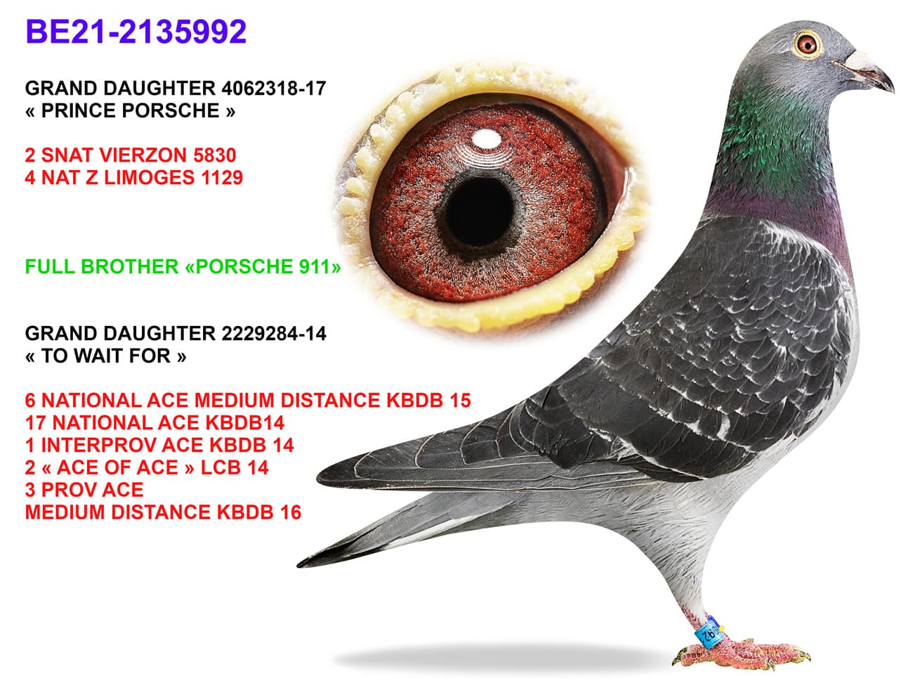pigeon: undefined