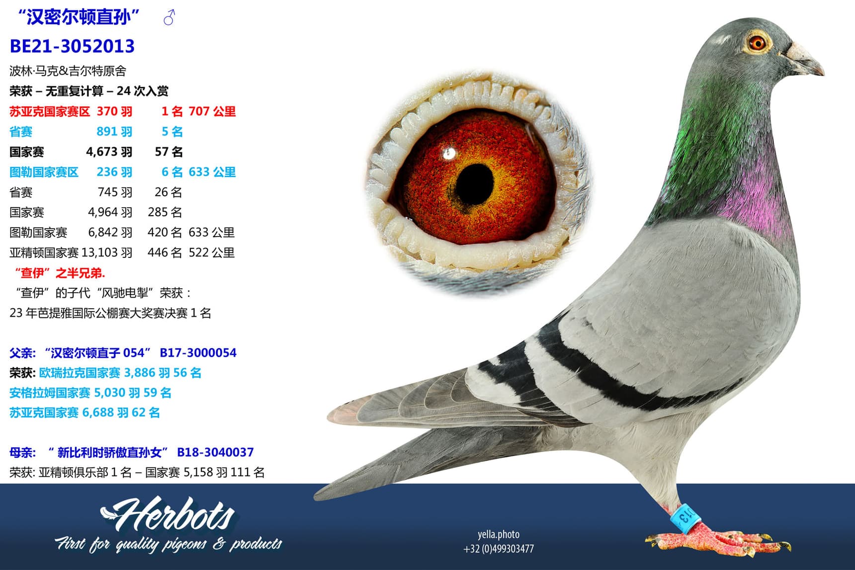 pigeon: undefined