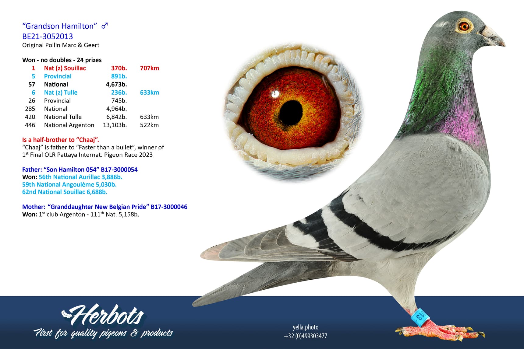 pigeon: undefined