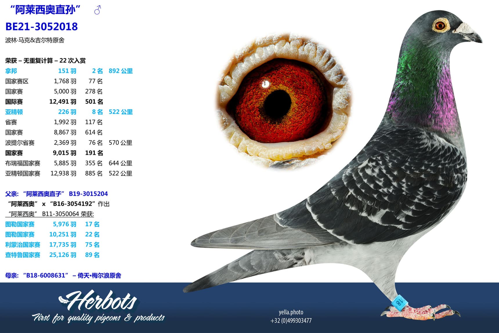 pigeon: undefined