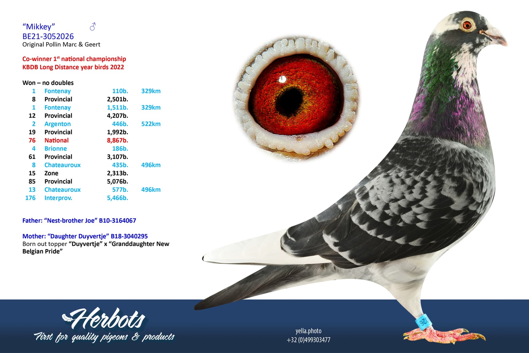 pigeon: undefined