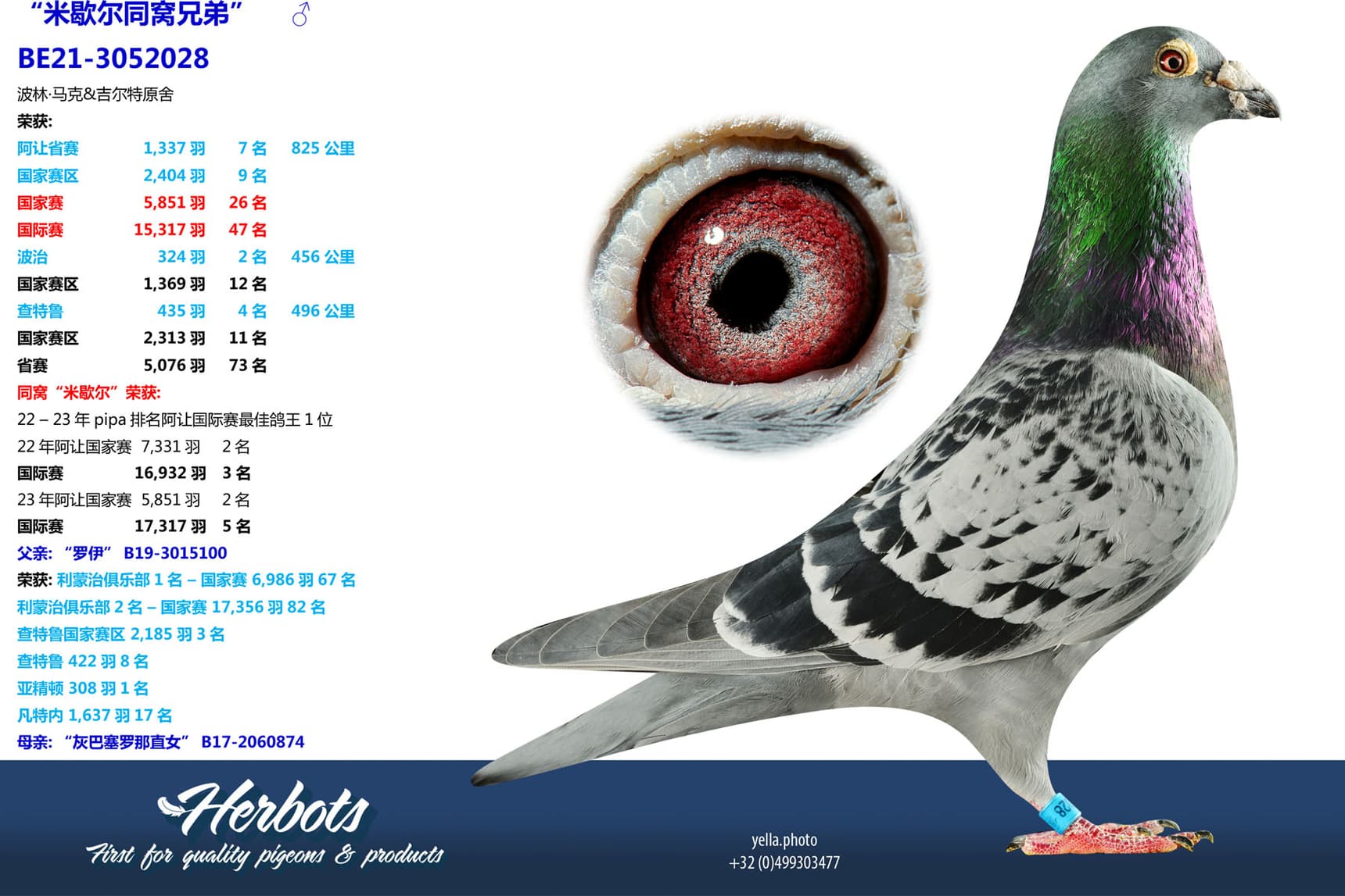 pigeon: undefined