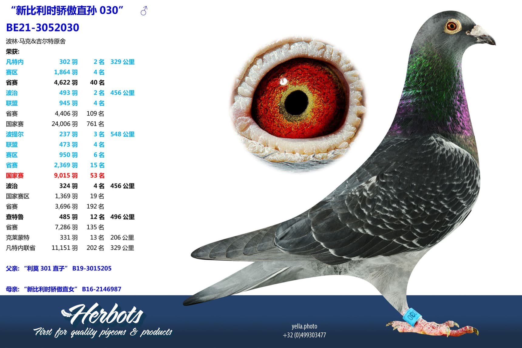 pigeon: undefined