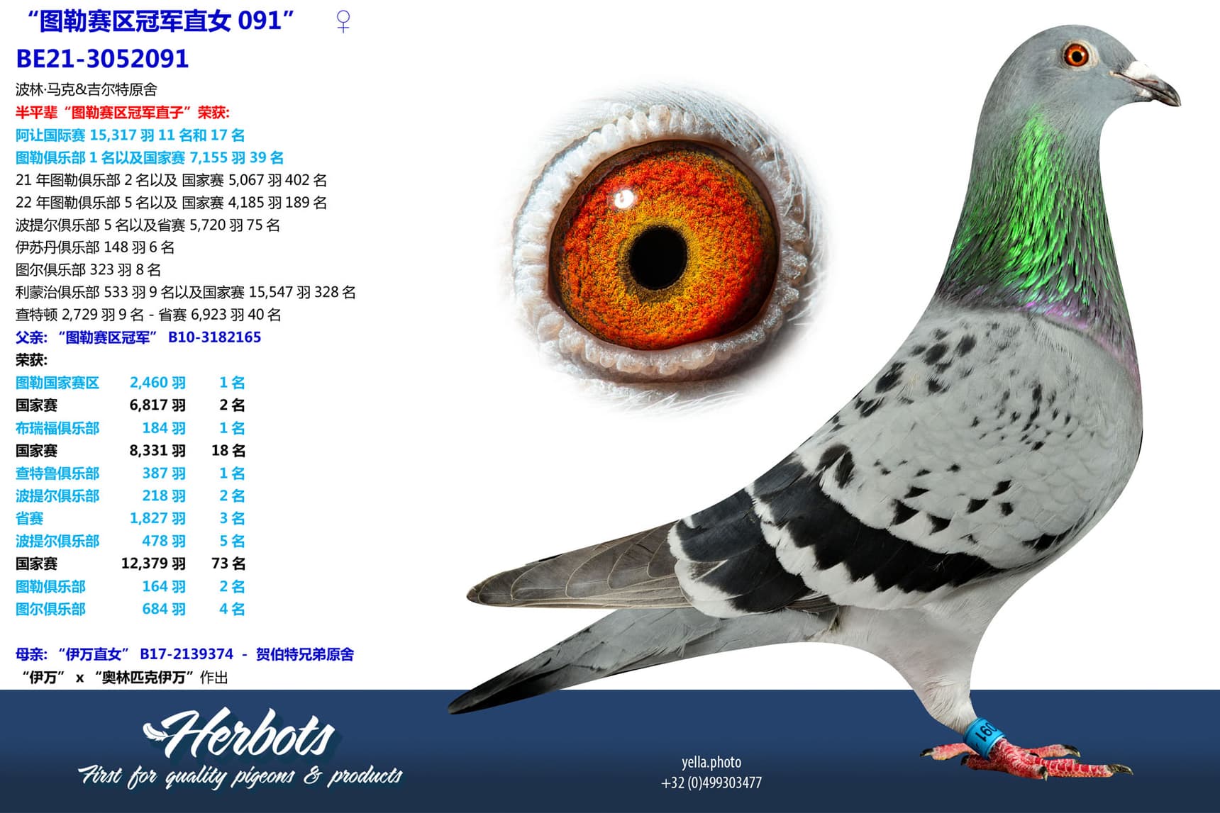 pigeon: undefined