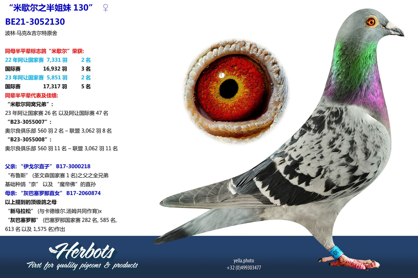 pigeon: undefined