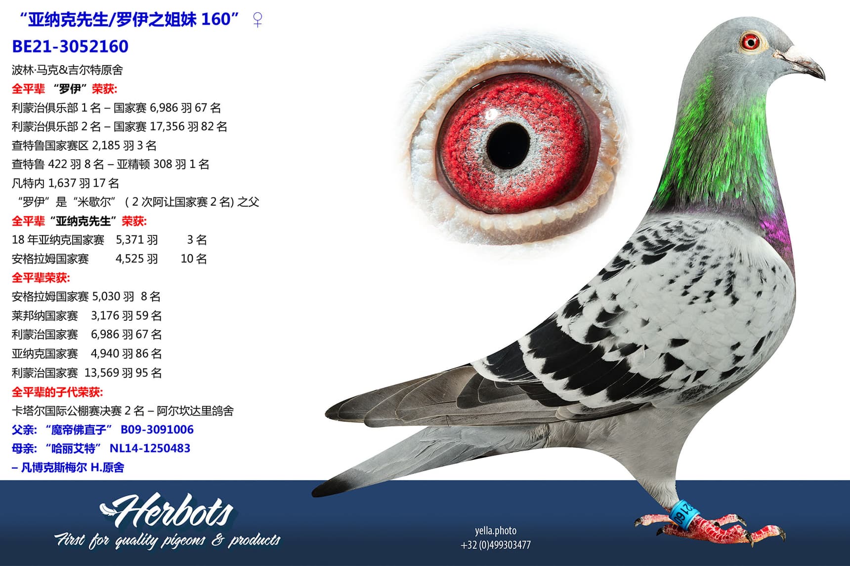 pigeon: undefined