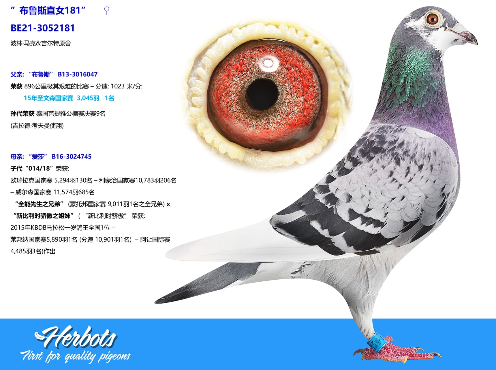 pigeon: undefined