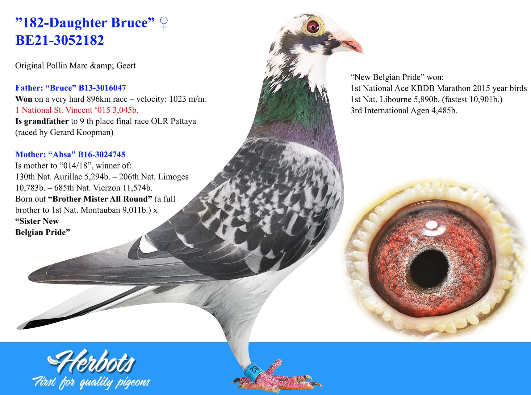 pigeon: ”182-Daughter Bruce”