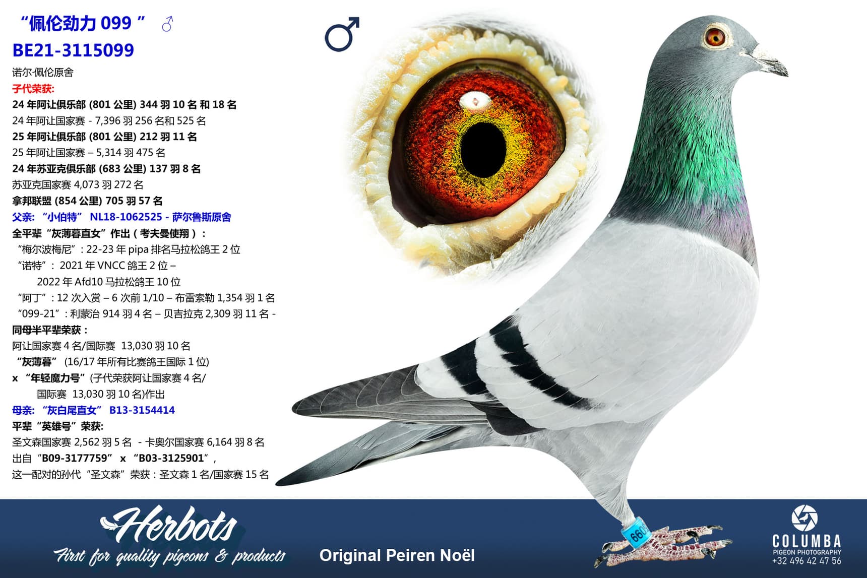 pigeon: undefined