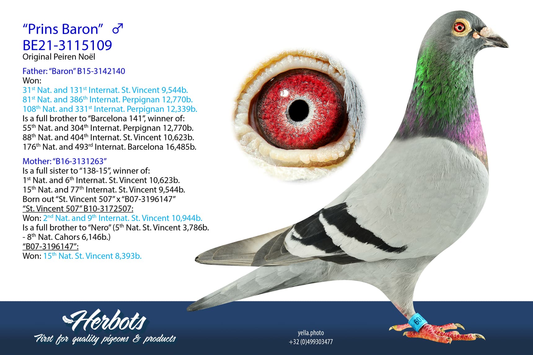 pigeon: “Prins Baron”