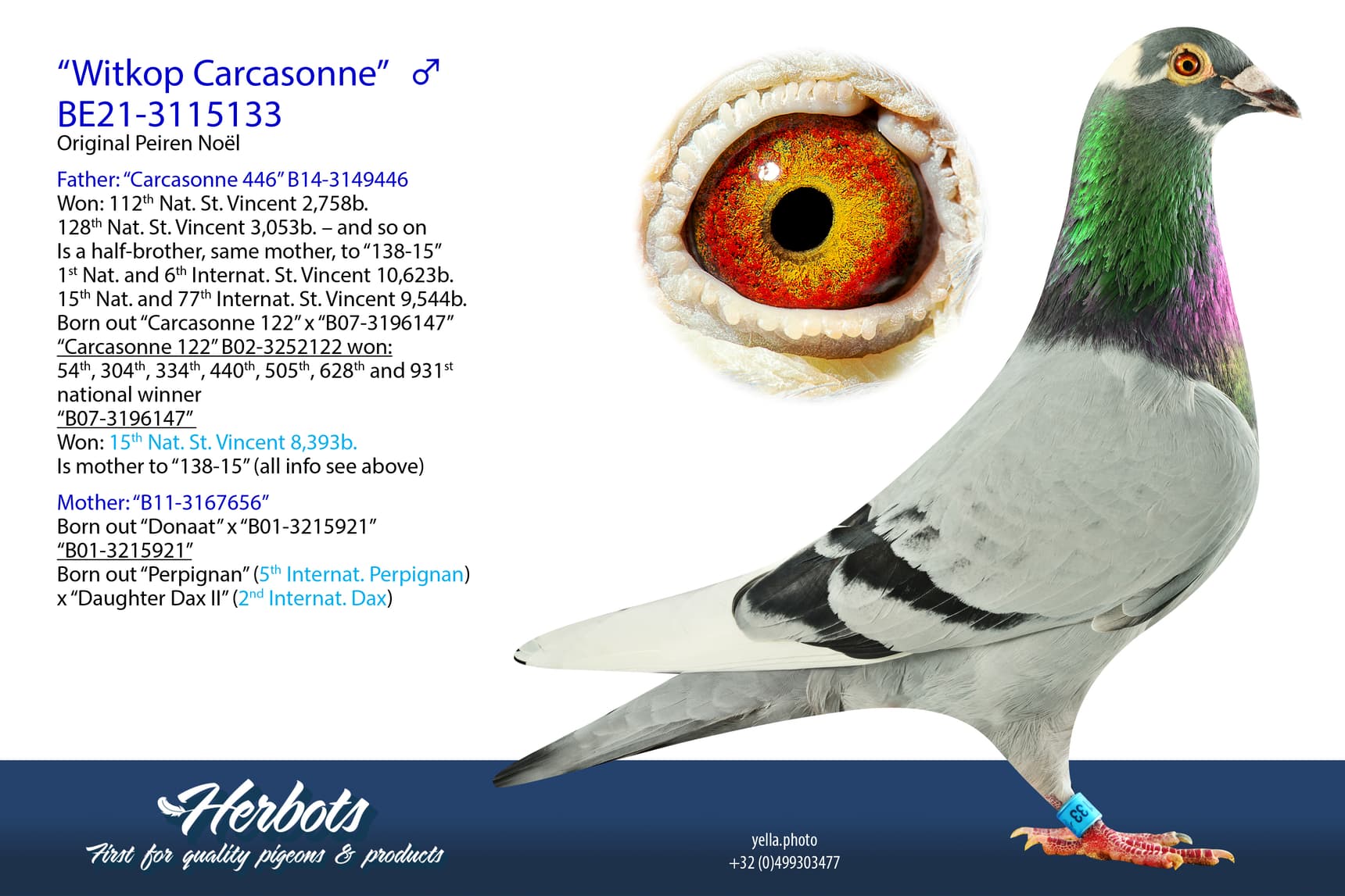 pigeon: “Witkop Carcasonne”