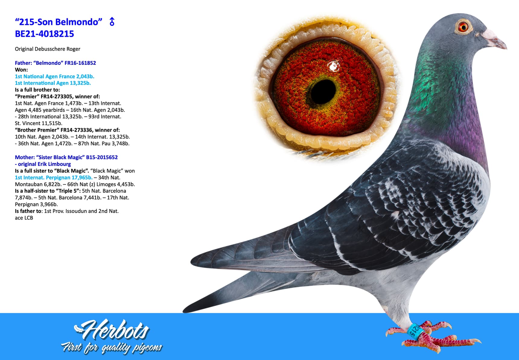 pigeon: undefined