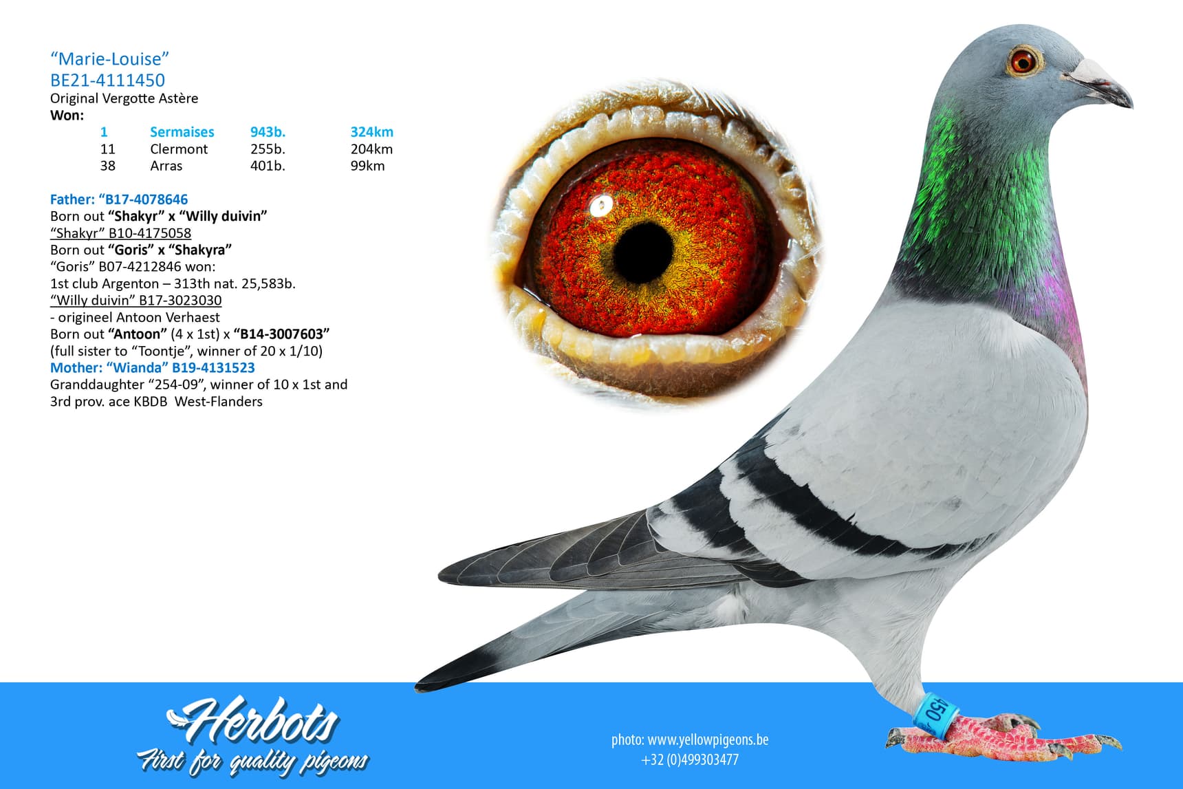 pigeon: undefined