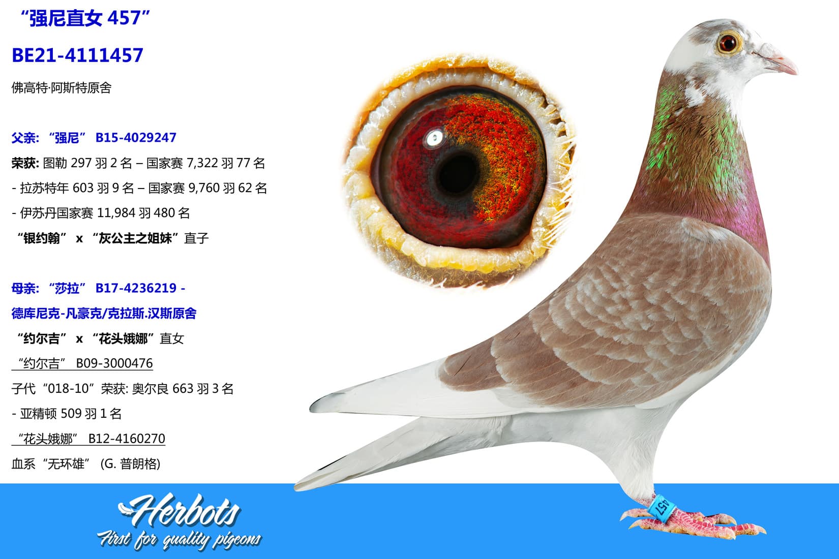 pigeon: “强尼直女457”