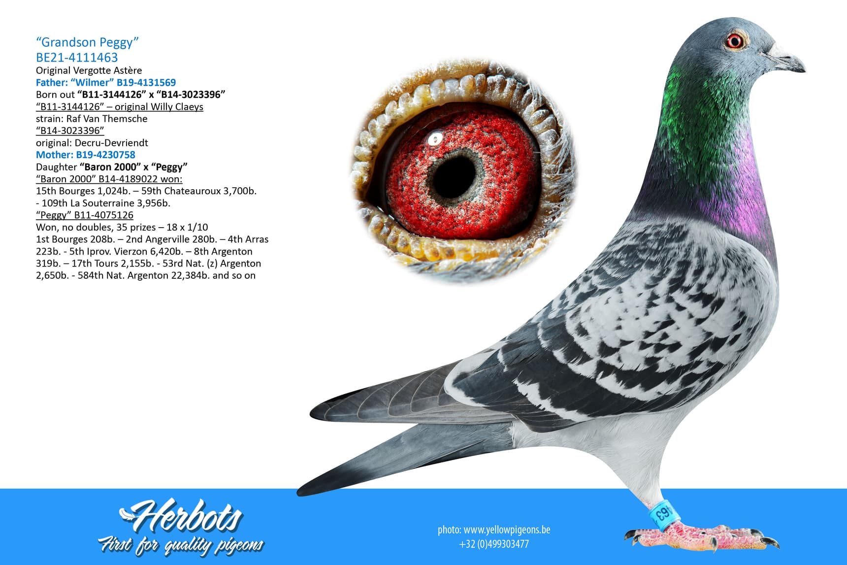 pigeon: undefined