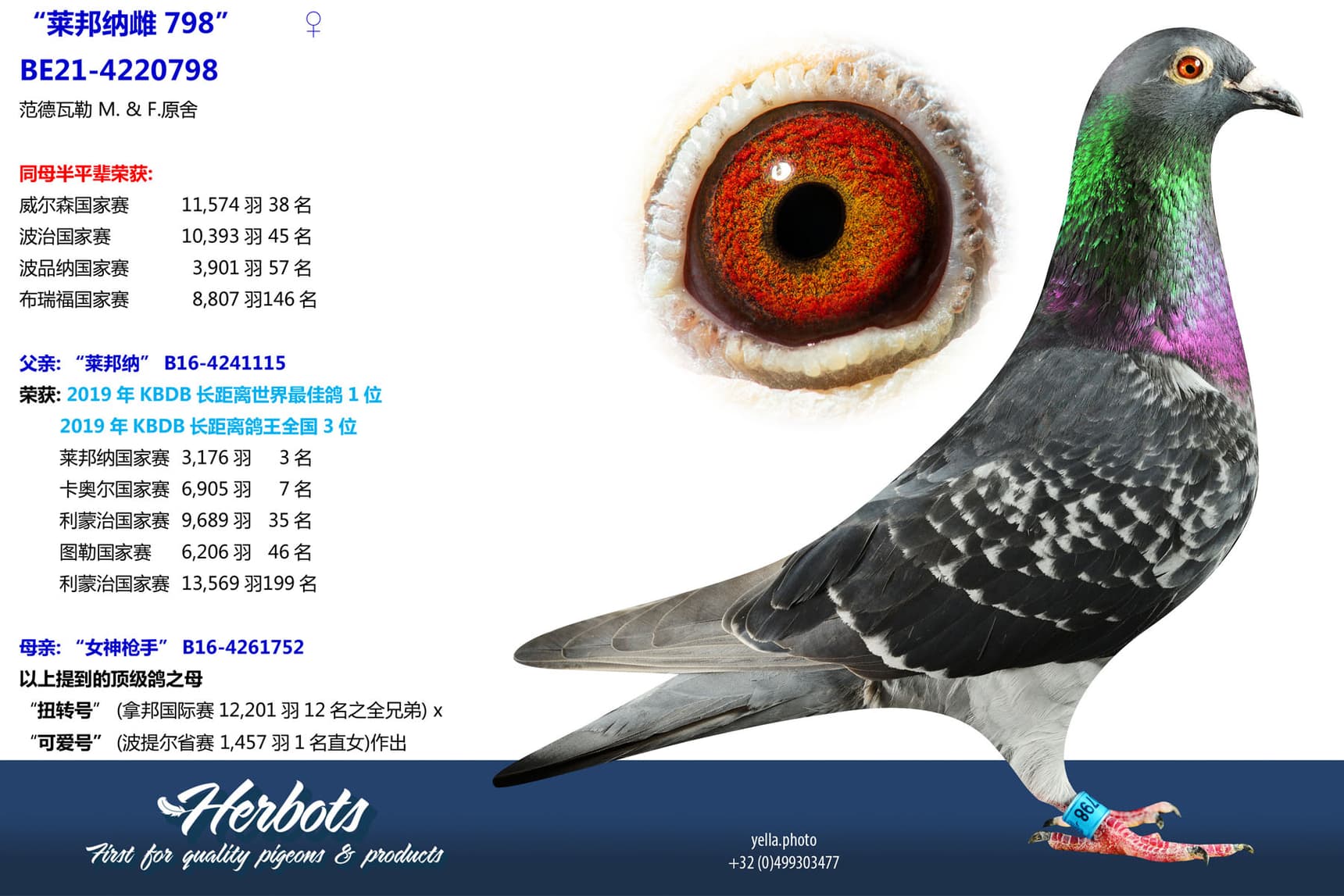 pigeon: undefined