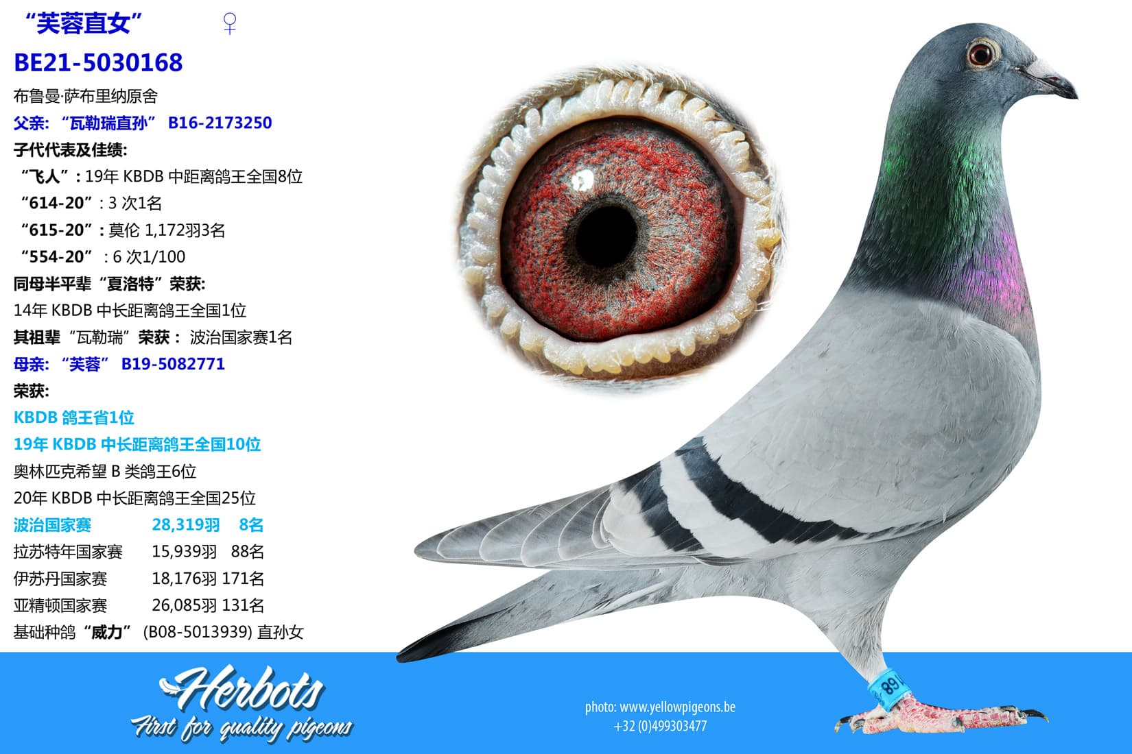 pigeon: undefined