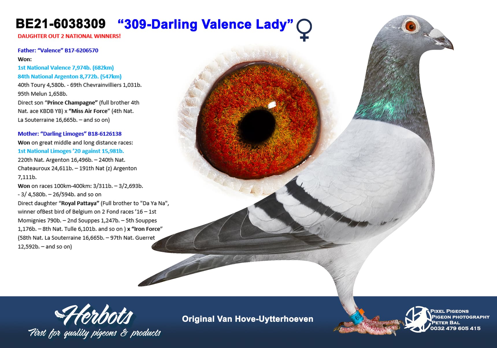 pigeon: ”309-Darling Valence Lady ”