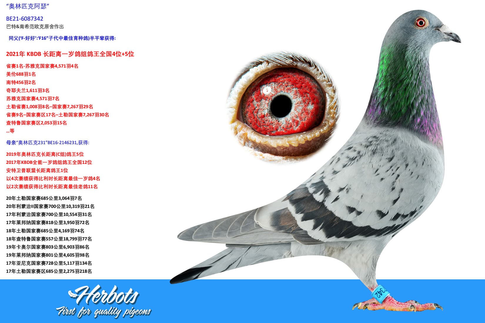 pigeon: undefined