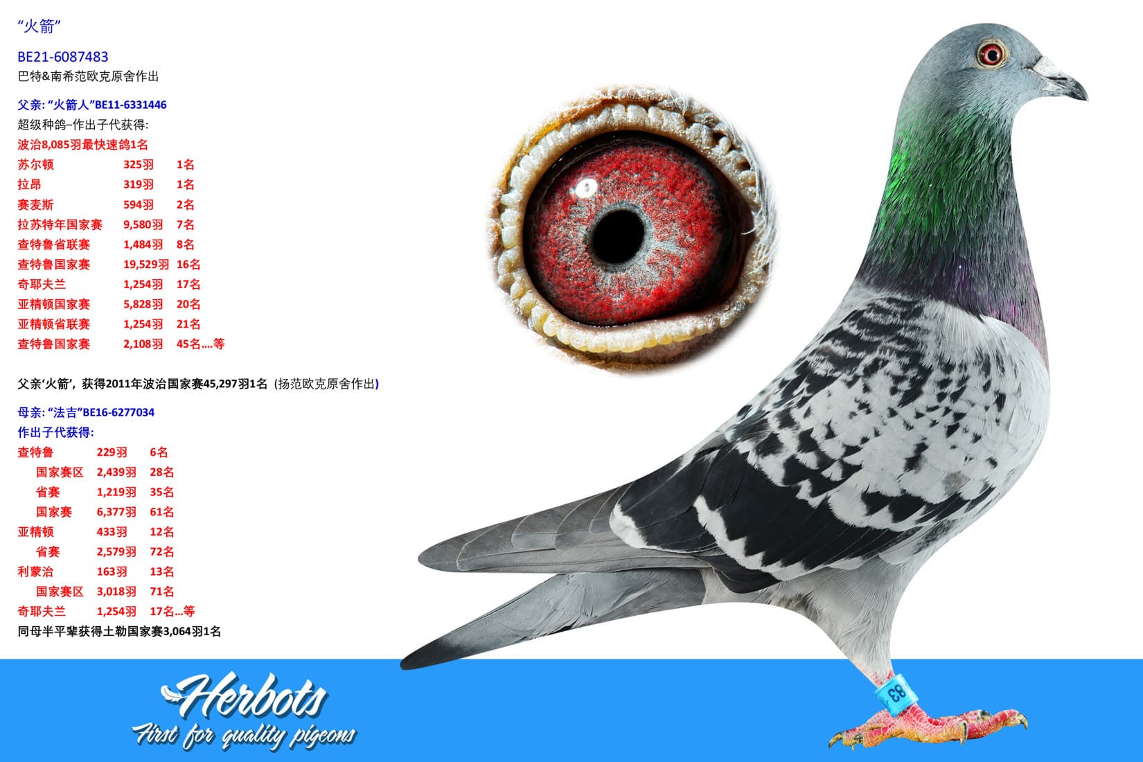 pigeon: undefined