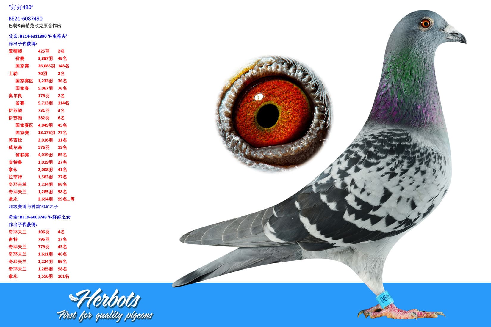 pigeon: undefined