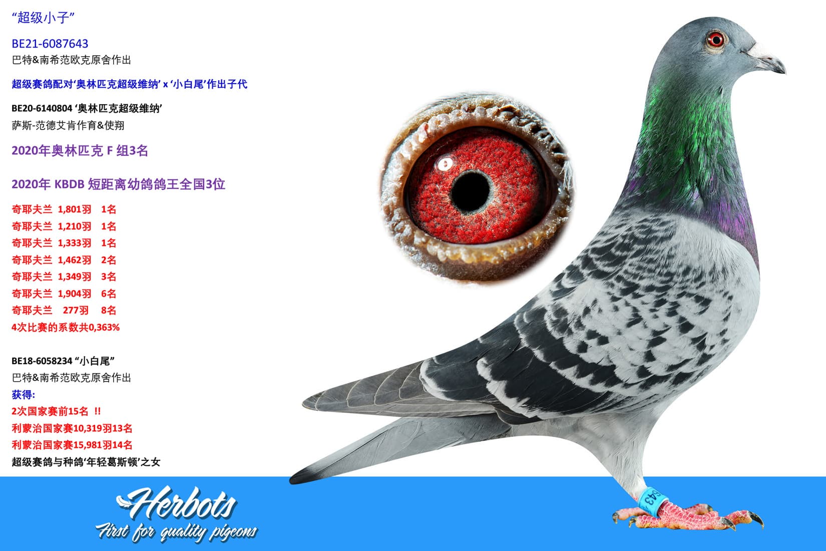 pigeon: undefined