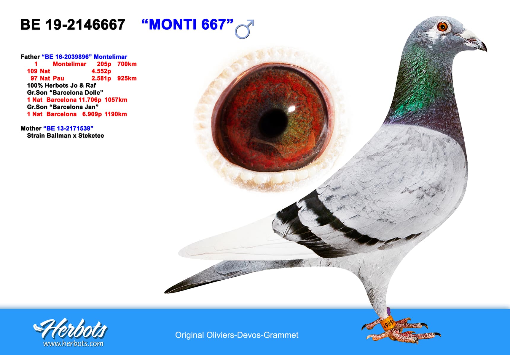 pigeon: undefined