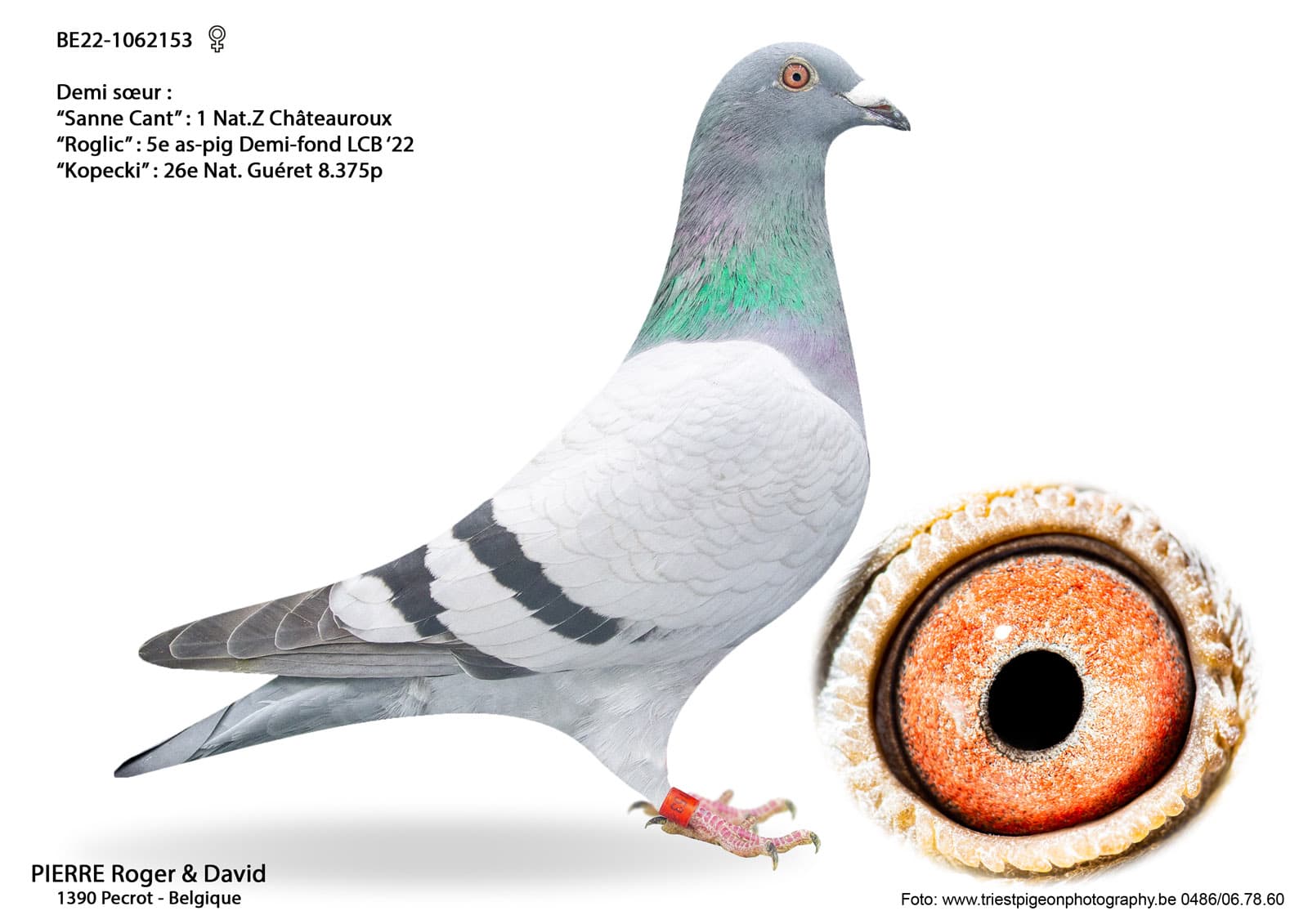 pigeon: undefined