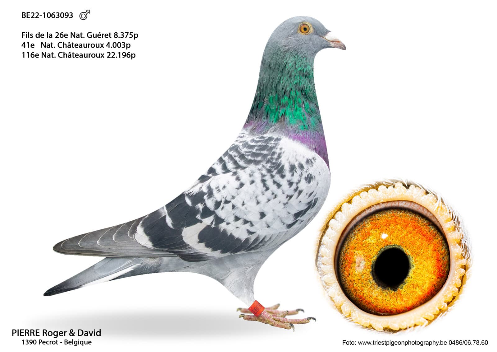 pigeon: undefined