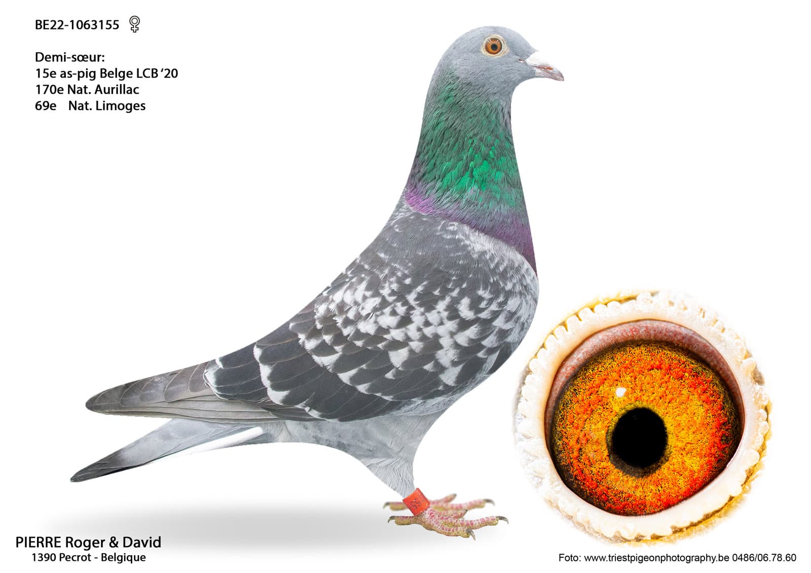 pigeon: Half sister 69 Nat. Limoges