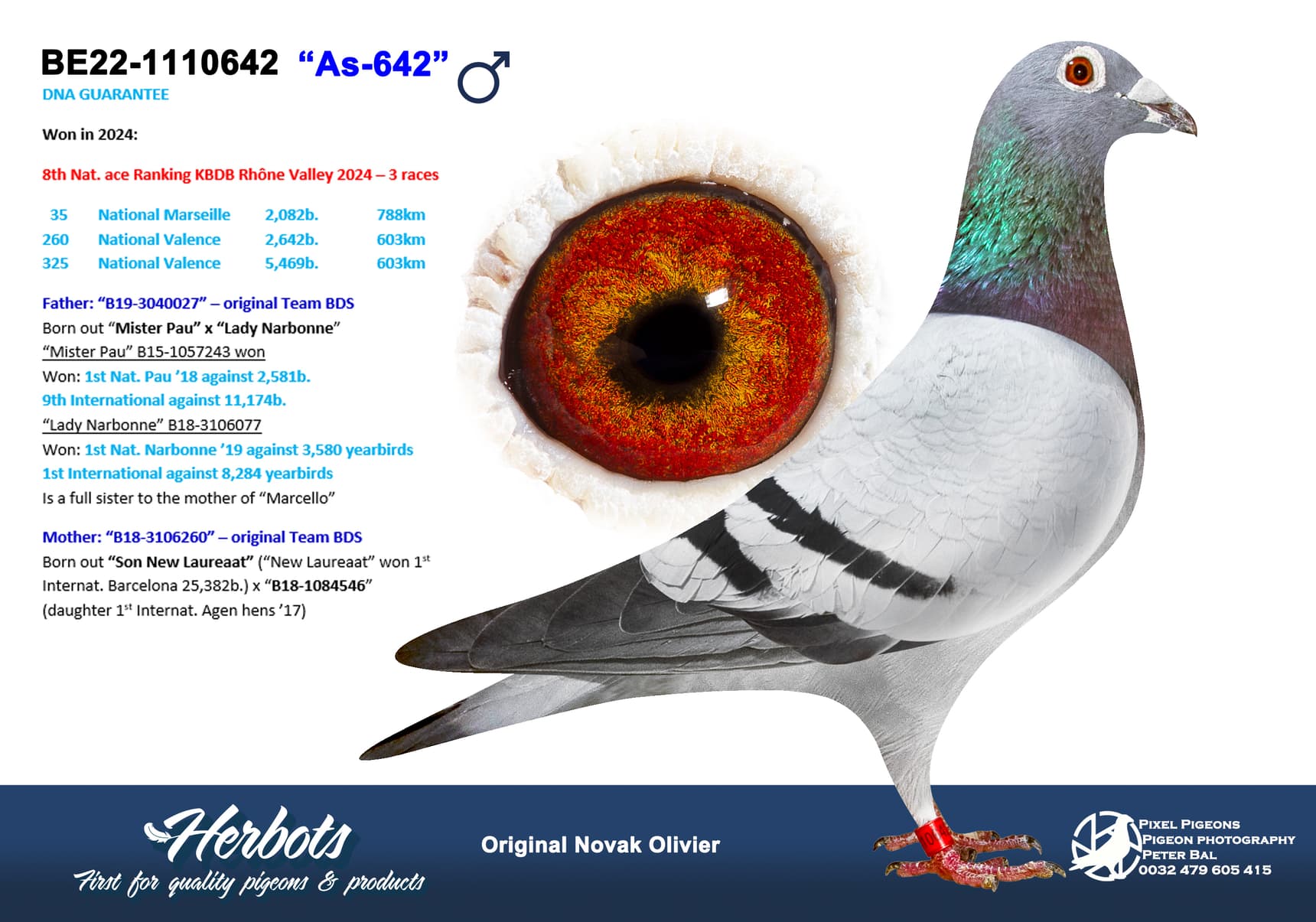 pigeon: undefined