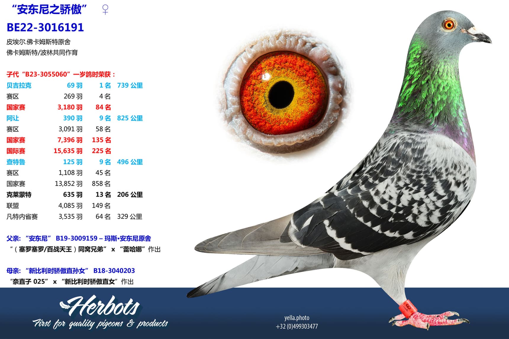 pigeon: undefined