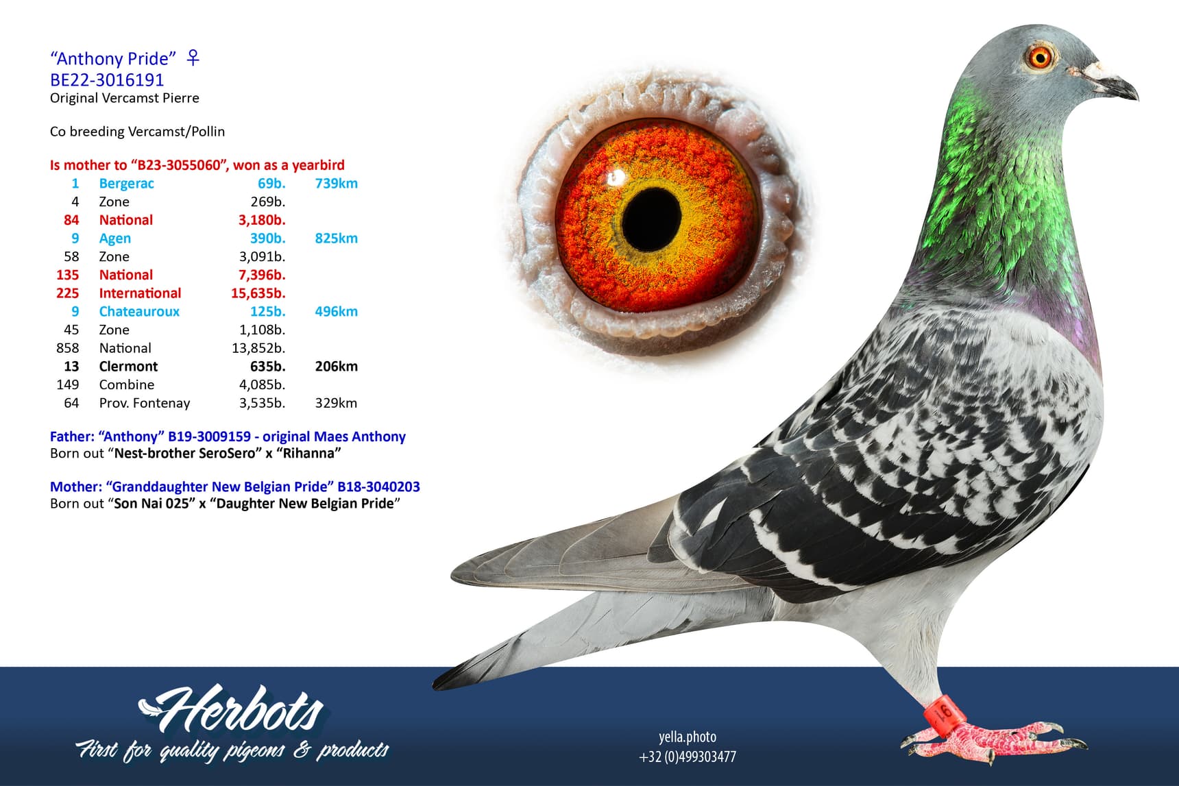 pigeon: undefined