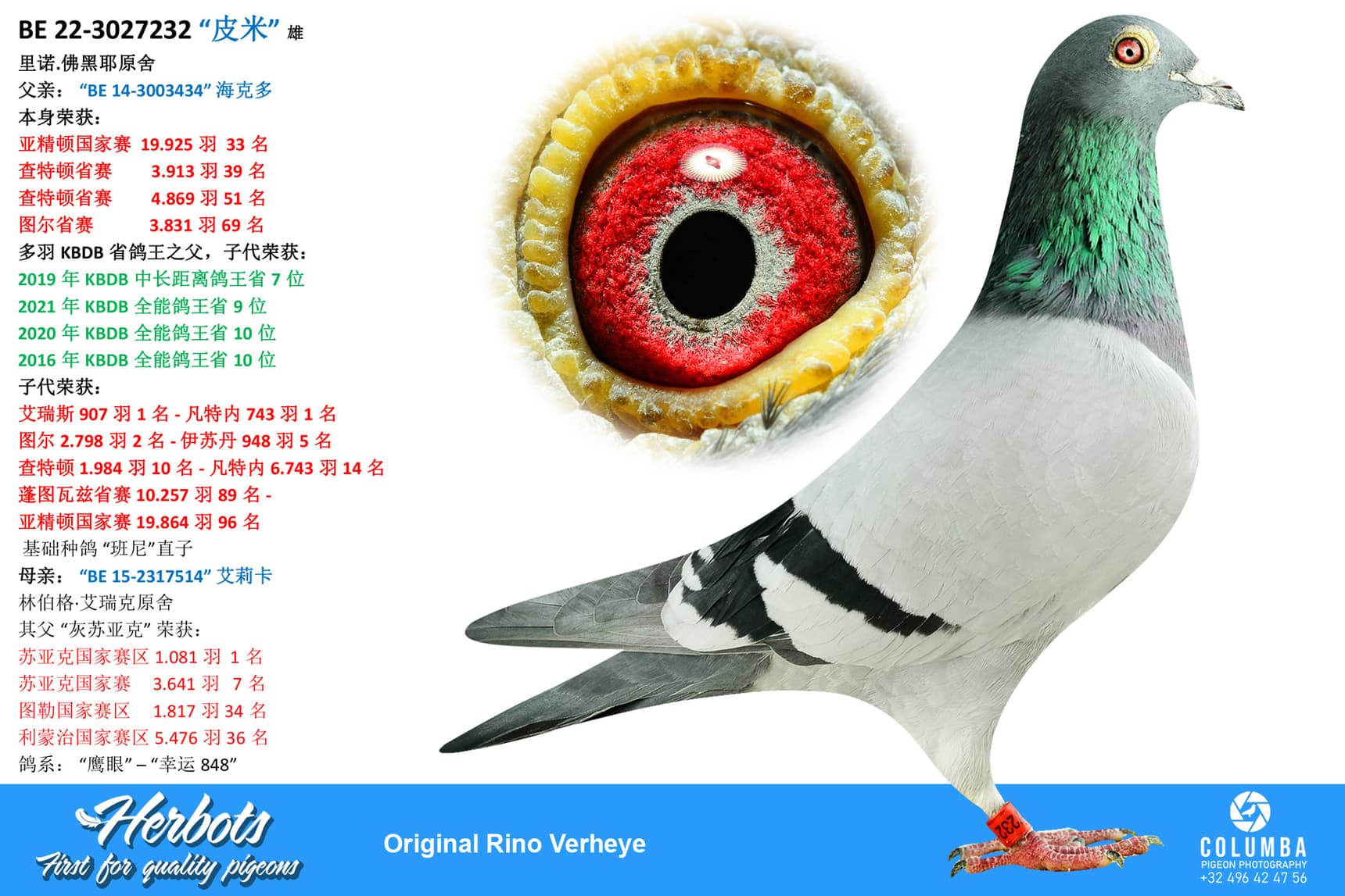 pigeon: “皮米”