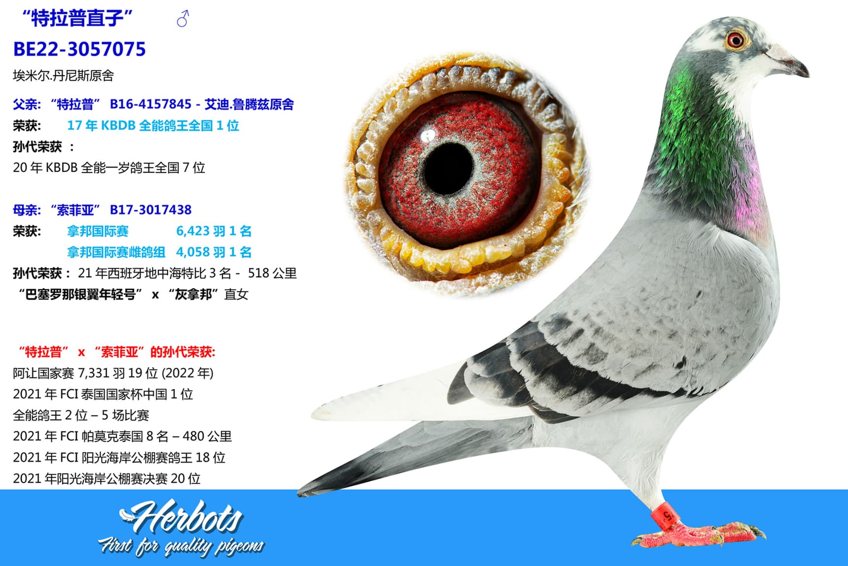 pigeon: undefined