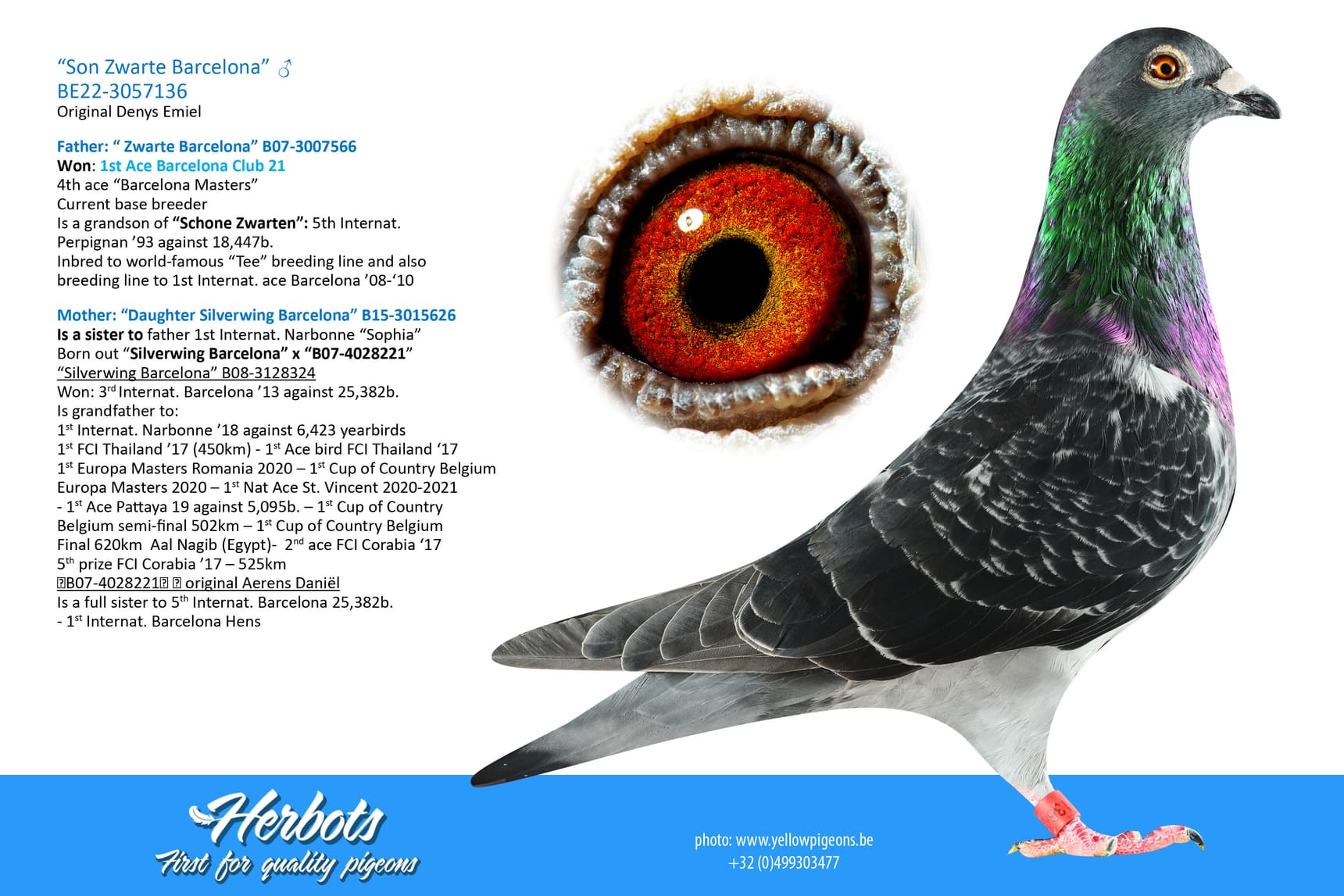 pigeon: “Son Zwarte Barcelona”