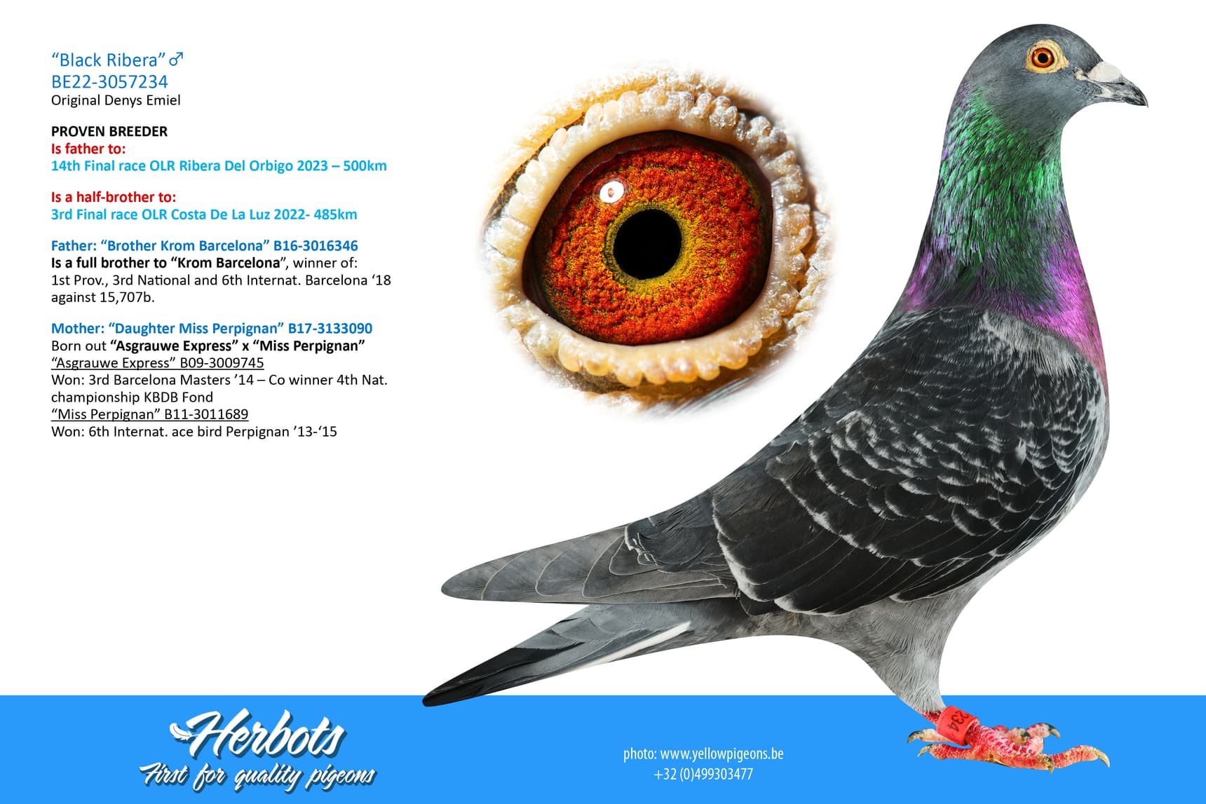 pigeon: “Black Ribera”