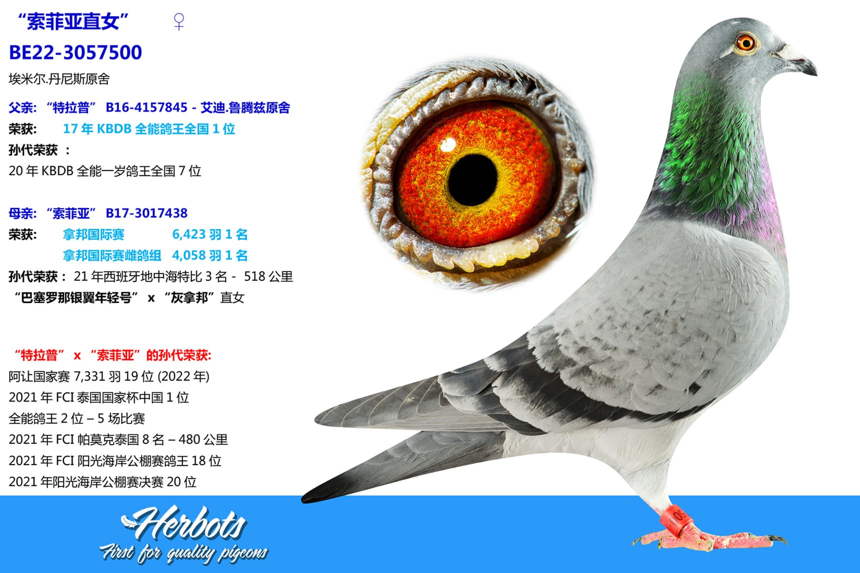 pigeon: undefined