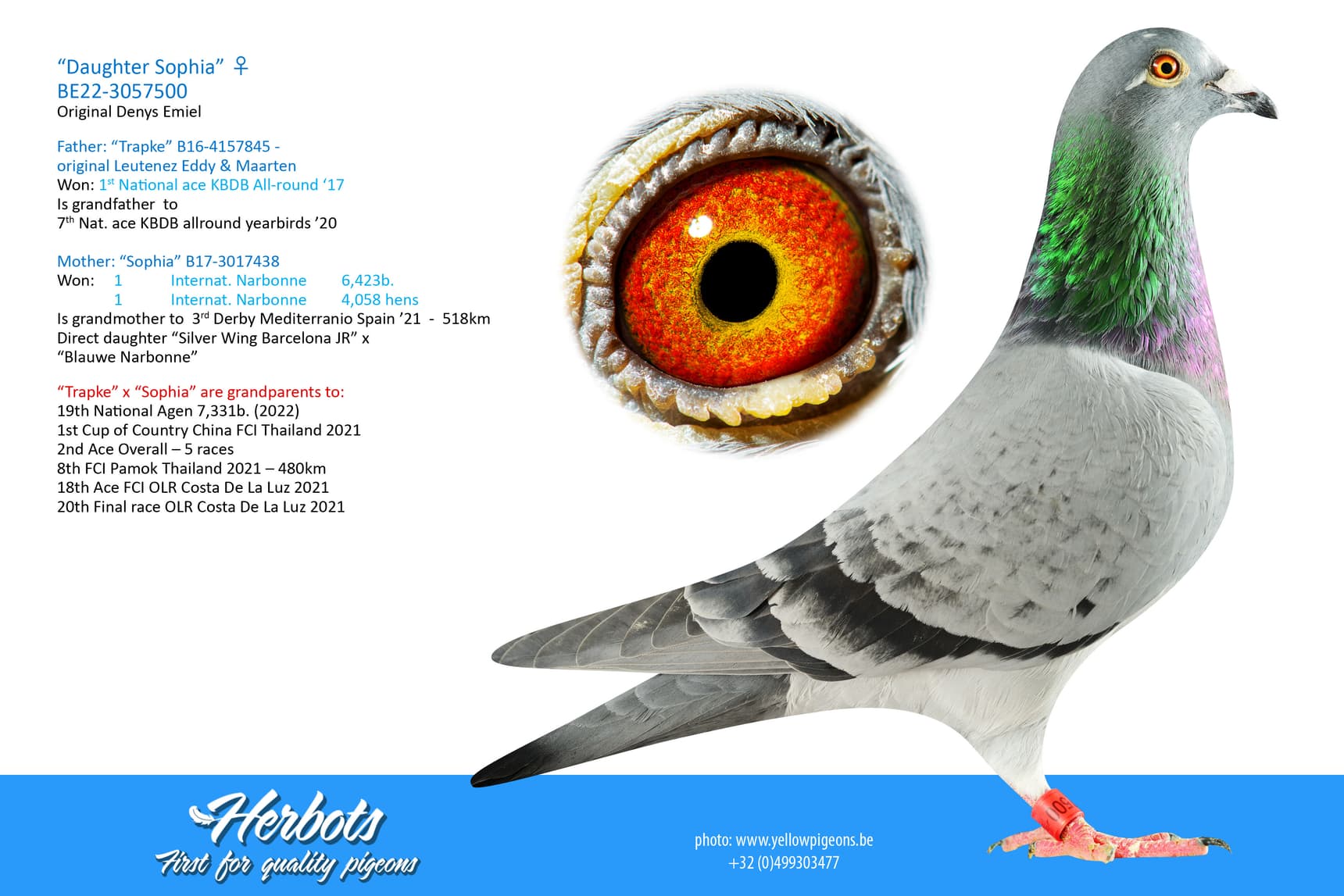 pigeon: “Daughter Sophia”