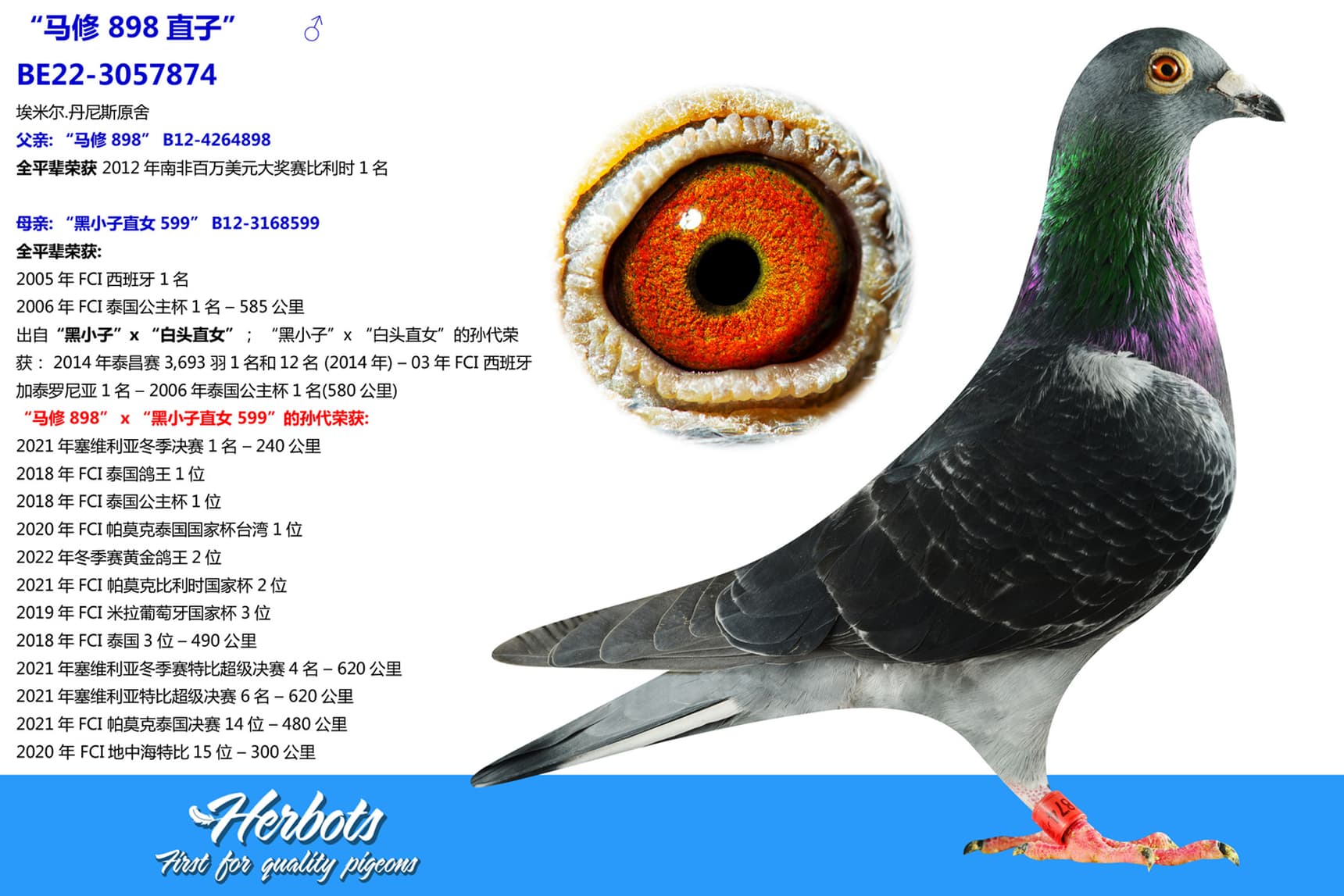 pigeon: undefined