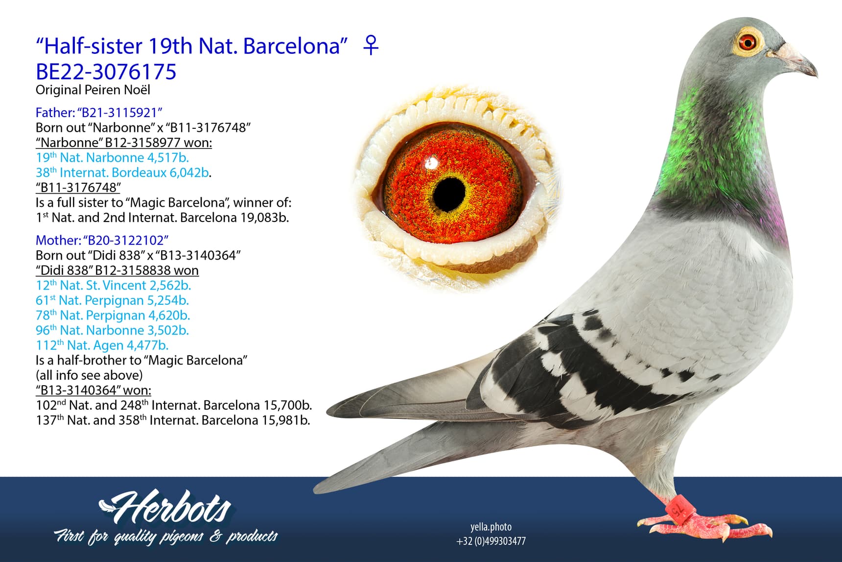 pigeon: “Half-sister 19th Nat. Barcelona”