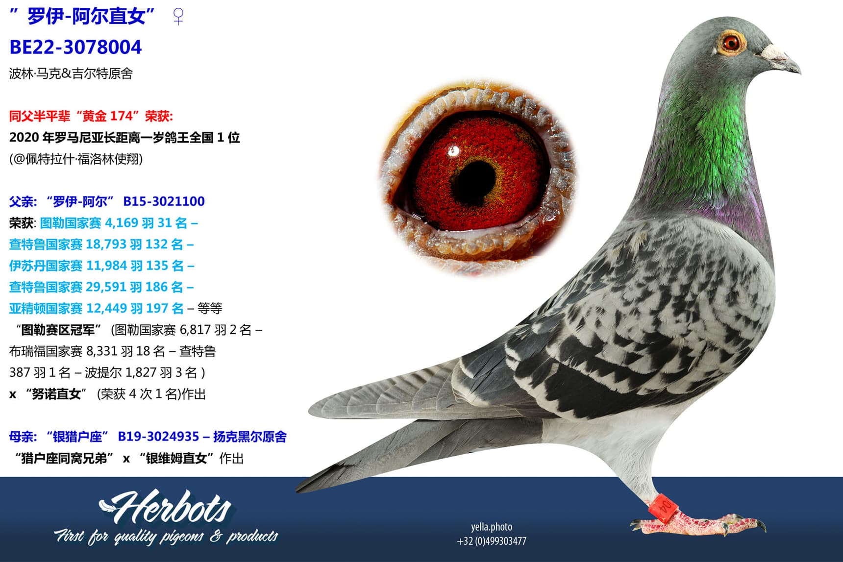 pigeon: undefined