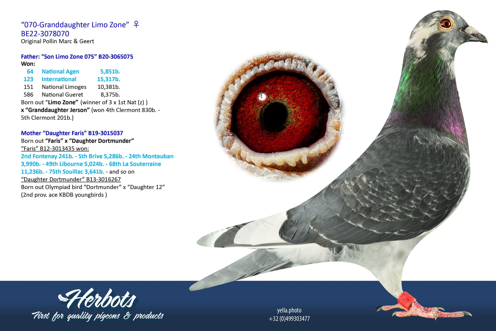 pigeon: undefined
