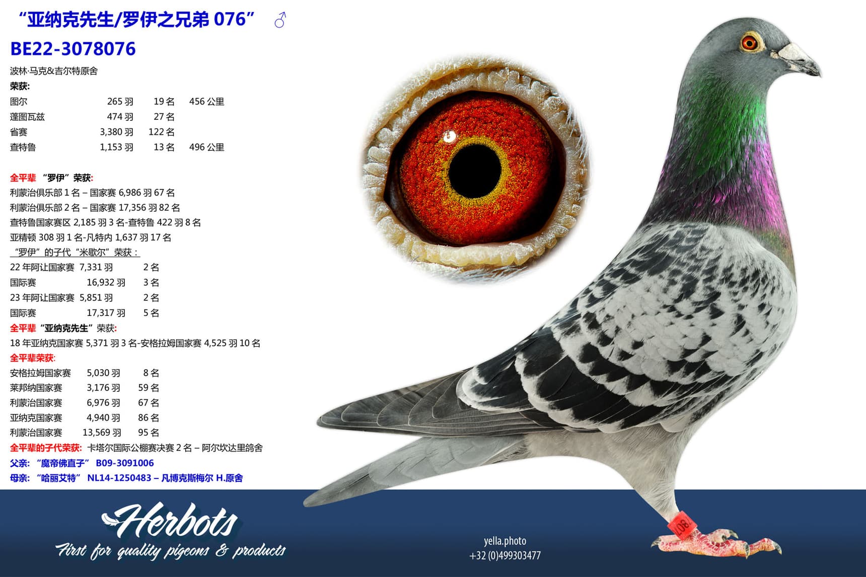 pigeon: undefined