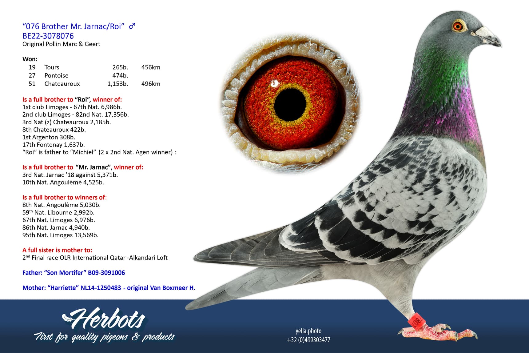 pigeon: undefined